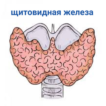 щитовидная железа