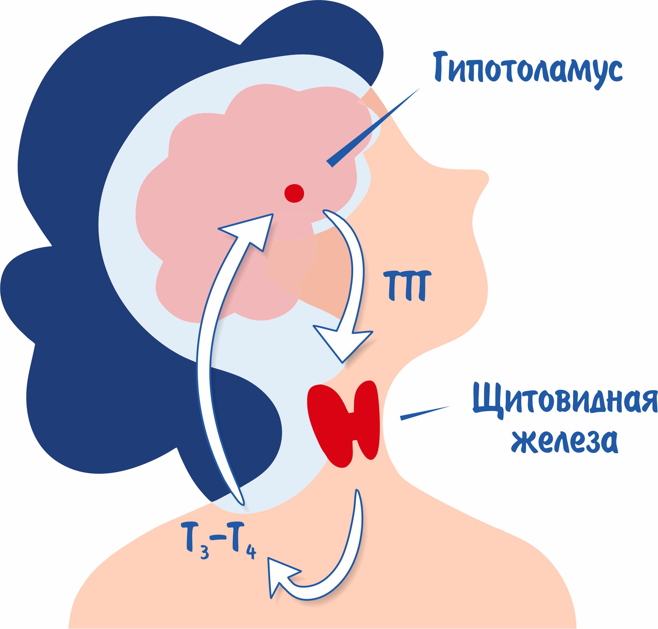 Анализ на ТТГ (тиреотропный гормон) - расшифровка и нормы